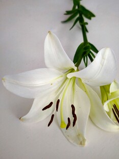 纯洁白百合绽放