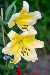 黄色百合花绽放