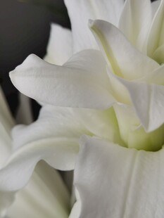 纯白大丽花特写