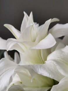 纯洁白色百合花特写