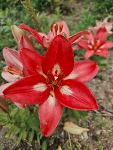 娇艳红色百合花绽放