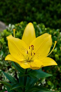 黄色百合花特写