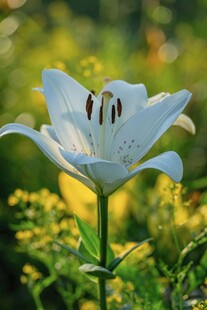 白色百合花绽放于绿野