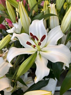 清新绽放的白色百合花