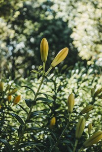 绽放的黄色百合花