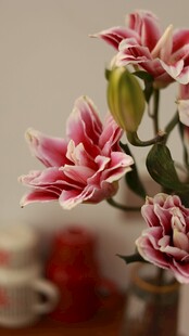 粉色雅致剑兰插花欣赏