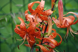 娇艳卷丹百合花绽放