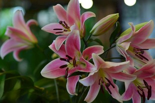 粉色百合花绽放