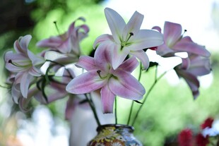 粉色百合花绽放于瓶中