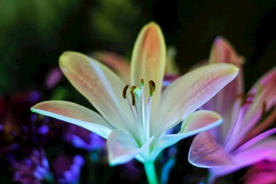 梦幻色彩百合花
