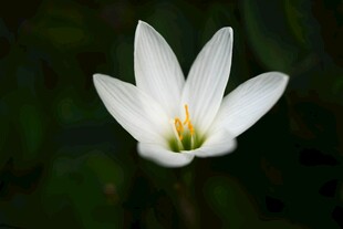 白色葱兰花特写