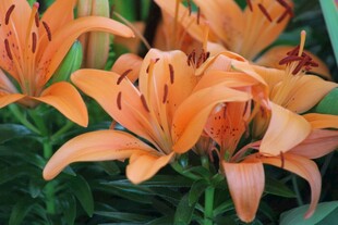 橙色百合花绽放