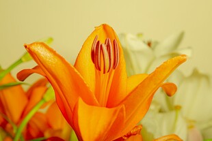 橙色百合花特写