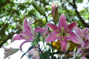 娇艳粉色百合花绽放