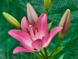 娇艳盛开的粉色百合花