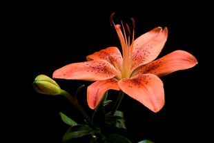 橙红色百合花特写