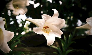 优雅绽放的白色百合花