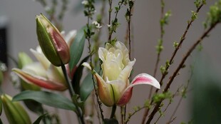 玉兰花苞绽放枝头