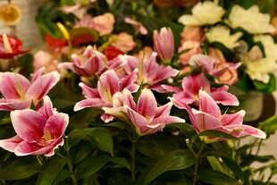 粉色百合花绽放美景