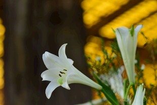 优雅绽放的白色百合花