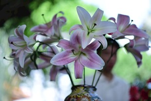 优雅粉色条纹百合花束