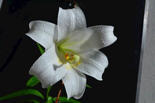纯洁绽放的白色百合花
