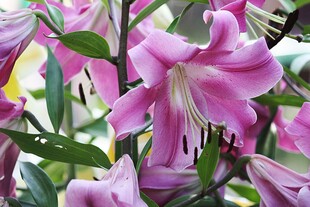 娇艳粉色百合花绽放