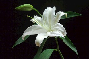 优雅绽放的白色百合花