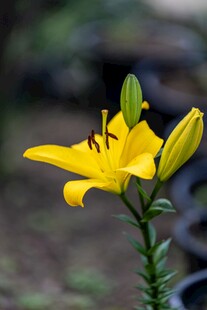 黄色百合花特写
