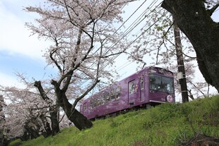 樱花树下的紫色列车