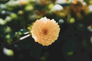 黄色花朵特写