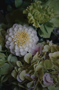 白色绣球花与绿叶相伴