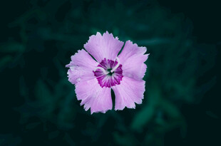 紫色单朵石竹花特写