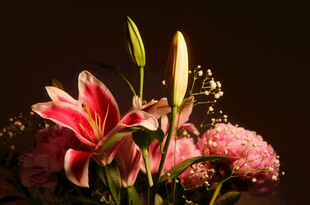 艳丽多彩百合花与绒球花