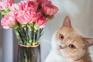 猫咪与粉色康乃馨花瓶