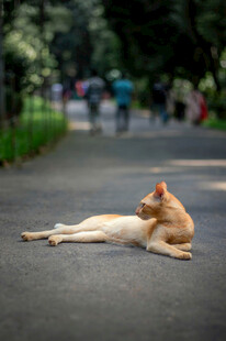 路上休憩的橘猫