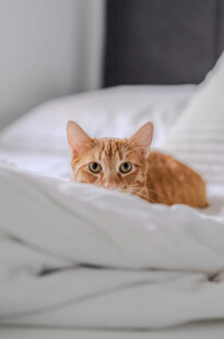 床上的橘猫