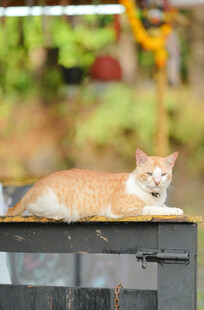 橘猫悠闲趴于箱上