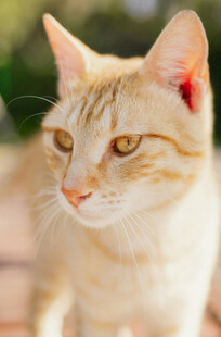可爱橘猫特写