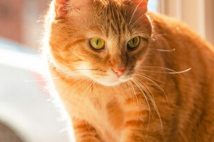 阳光下的橘猫