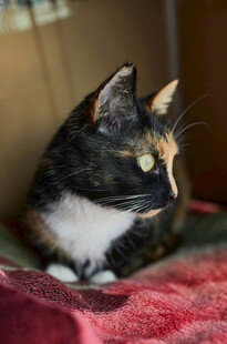 三色猫静卧红毯子上