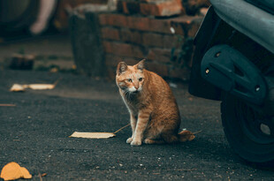 路边橘猫蹲坐