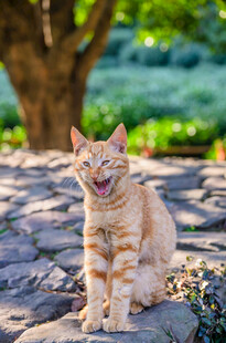 阳光下咧嘴笑的橘猫