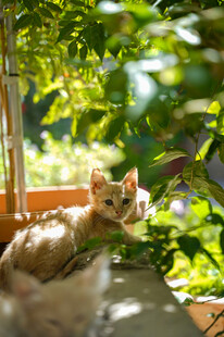 窗边猫咪沐浴阳光
