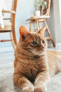 橘猫趴地望向一侧