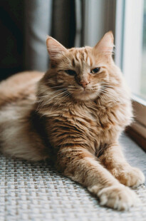 慵懒橘猫惬意躺卧