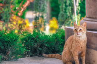 庭院中的橘猫
