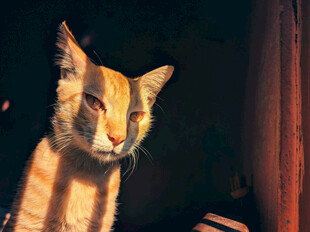 阳光下慵懒的猫咪