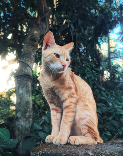 阳光下的橘猫