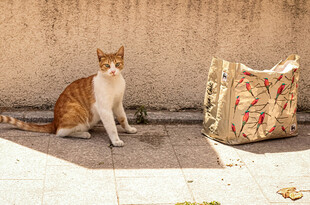 橘猫与购物袋在户外